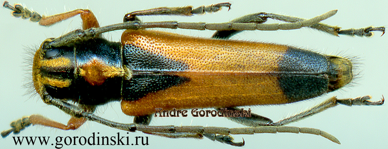 http://www.gorodinski.ru/cerambyx/Phytoecia pretiosa.jpg
